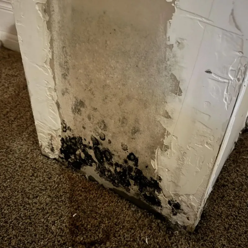 Professional Mold Removal in El Paso, TX